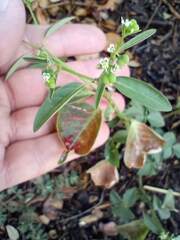 Euphorbia