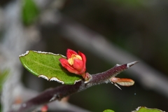 Castela erecta