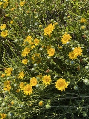 Grindelia