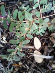 Euphorbia maculata