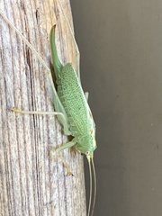 Orthoptera