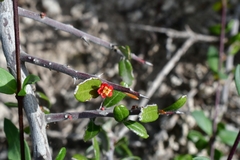 Castela erecta