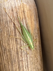 Orthoptera