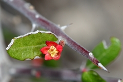 Castela erecta