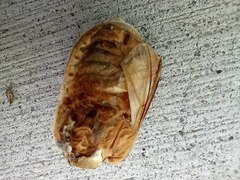 Polyphylla
