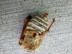 Polyphylla