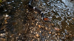 Pseudoleptodeira latifasciata