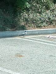 Columba livia
