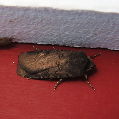 Euxoa velleripennis