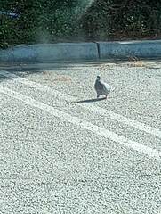 Columba livia