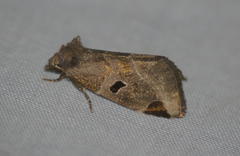 Plagiomimicus pityochromus