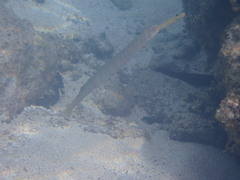 Aulostomus chinensis