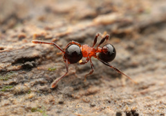 Pristomyrmex inermis