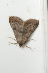 Bleptina caradrinalis