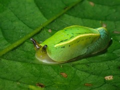Helicarionoidea