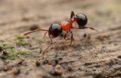 Pristomyrmex inermis