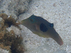 Canthigaster solandri