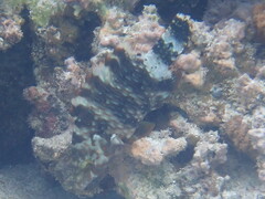 Cheilinus trilobatus