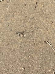 Sceloporus undulatus