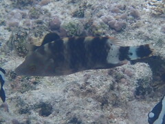 Cheilinus trilobatus