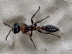 Pseudomyrmex gracilis
