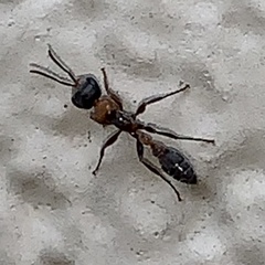 Pseudomyrmex gracilis