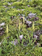 Lycopodium clavatum