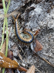 Scolopendra viridis