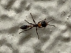 Pseudomyrmex gracilis