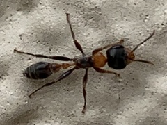 Pseudomyrmex gracilis