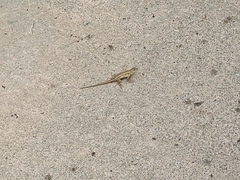 Sceloporus occidentalis bocourtii
