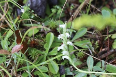 Spiranthes casei casei