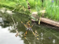 Trichonephila plumipes