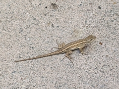 Sceloporus occidentalis bocourtii