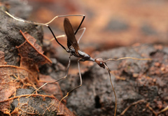 Leptomyrmex flavitarsus