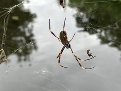 Trichonephila plumipes