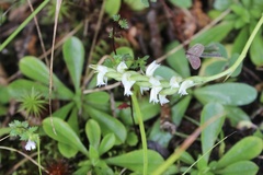 Spiranthes casei casei