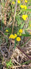 Verbenaceae