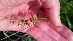 Juncus dudleyi