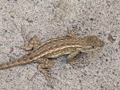 Sceloporus occidentalis bocourtii