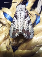 Perigea glaucoptera
