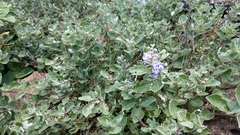 Vitex rotundifolia
