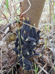 Perga affinis