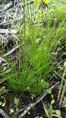 Juncus dudleyi