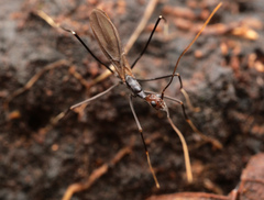 Leptomyrmex flavitarsus