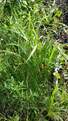 Juncus dudleyi