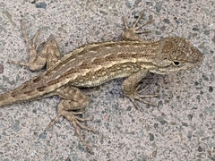 Sceloporus occidentalis bocourtii