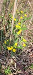Verbenaceae