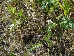 Symphyotrichum falcatum