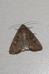 Hypoperigea tonsa